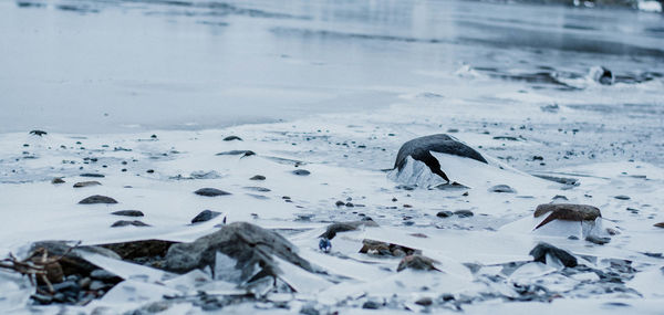 Close-up of birds in snow