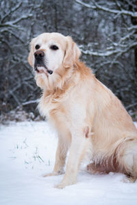 View of dog on snow covered land