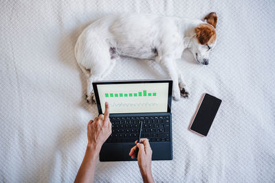 Unrecognizable woman working on financial data on computer. analyzing graphics on screen. cute dog