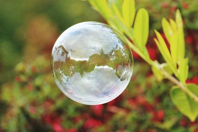 Close-up of glass of tree