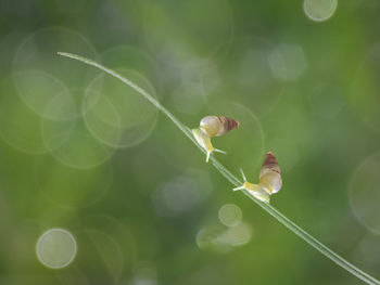 Close-up of insect on plant