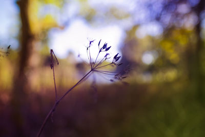 Close-up of plant growing outdoors