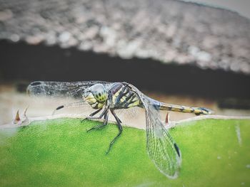 Close-up of dragonfly on leaf