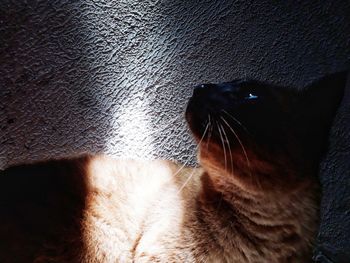 Close-up of a cat looking up