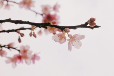 Low angle view of pink flowers on branch