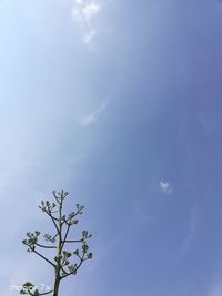 Low angle view of tree against sky