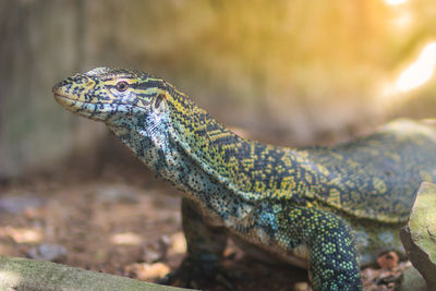 Close-up of lizard