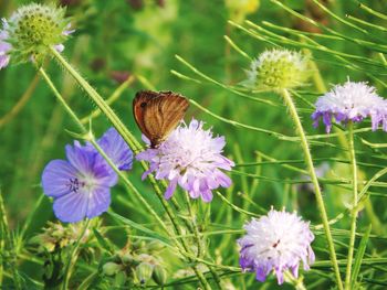 Close-up of butterfly perching on flower