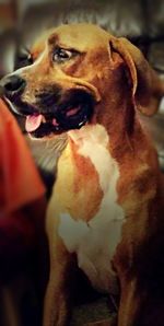 Close-up portrait of dog