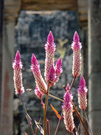 Close-up of pink flowers