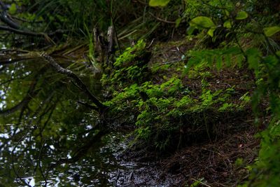 Full frame shot of tree trunk