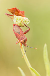 Close-up of red rose flower