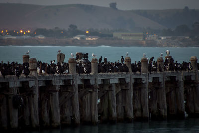 Large group of seagulls at pier by against sea