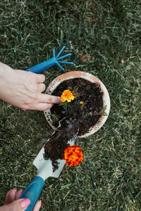 Close-up of person gardening on field