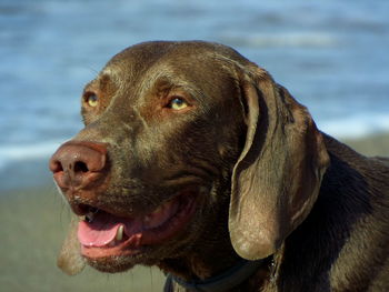 Close-up of weimaraner at beach on sunny day