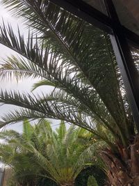 Low angle view of palm trees