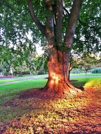 Trees in park