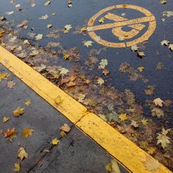 High angle view of autumn leaves on road