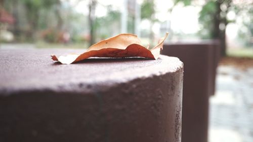 Close-up of crab on retaining wall