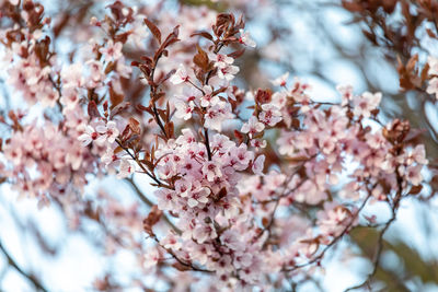 Close-up of cherry blossom