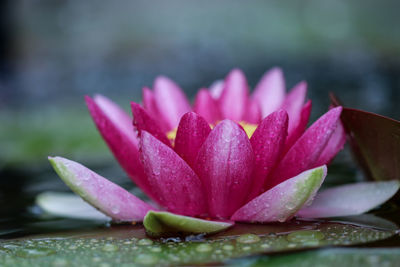 Close-up of wet pink lotus water lily