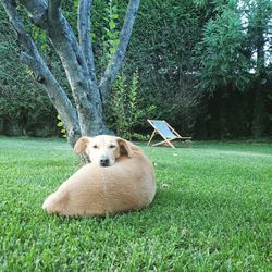 Portrait of dog on field