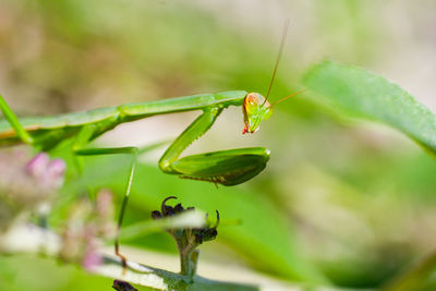 Close-up of grasshopper on plant