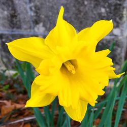 Close-up of yellow flower