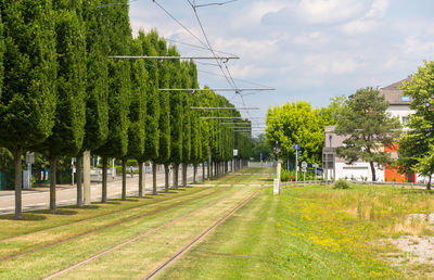 Trees by plants against sky