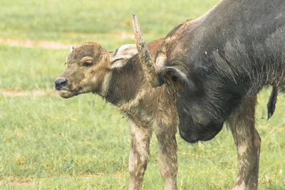 Cows standing on field