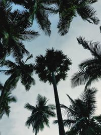 Low angle view of palm trees against sky