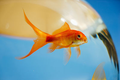 Close-up of goldfish swimming in glass bowl