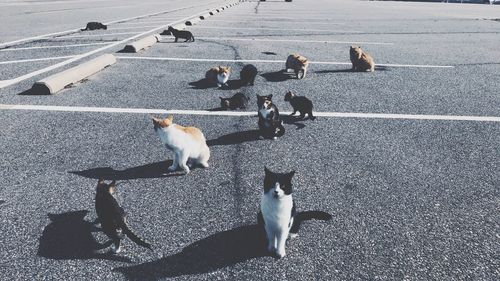 Norfolk base cats