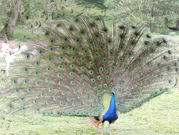 Peacock on a field