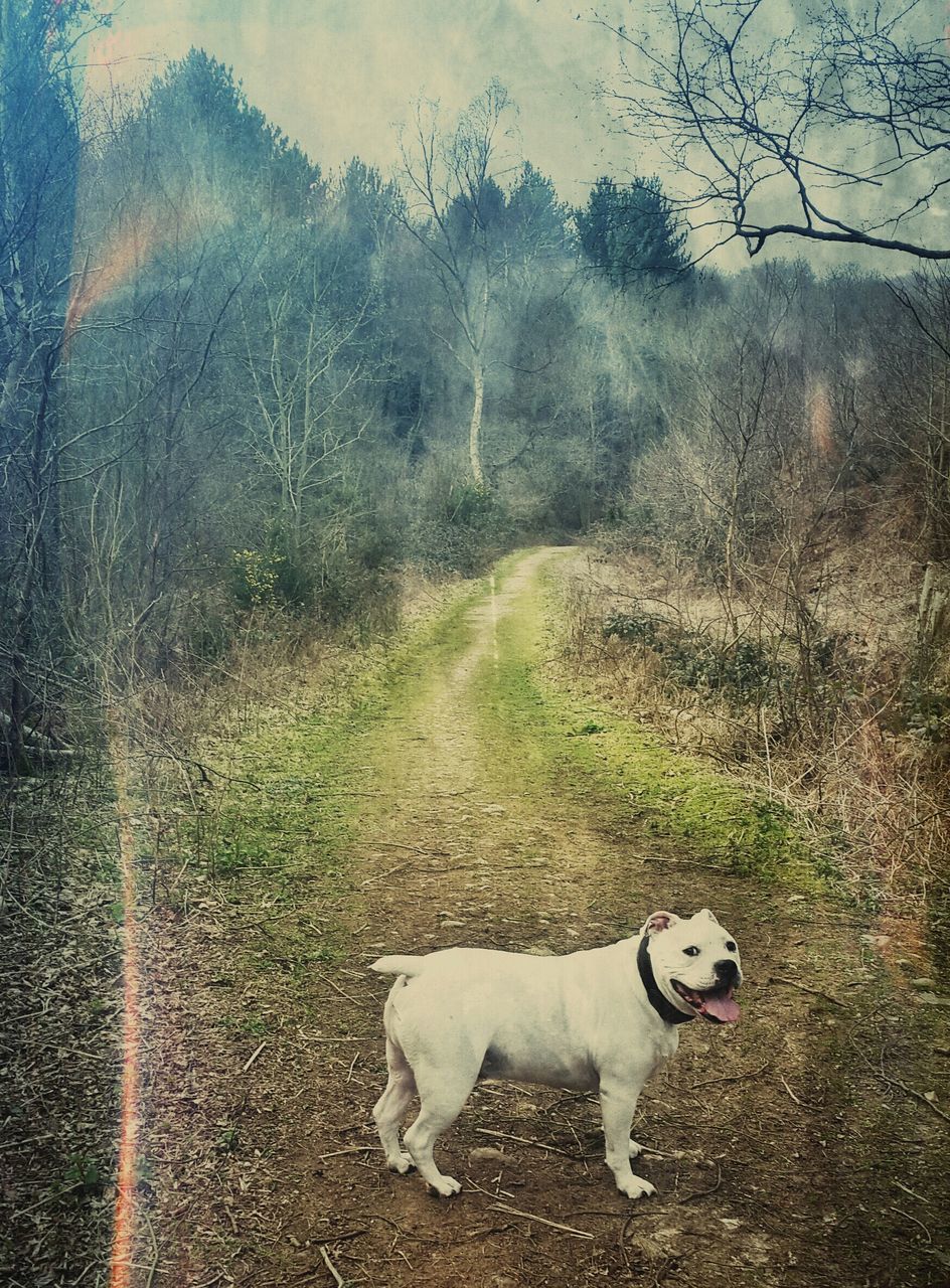 domestic animals, animal themes, pets, mammal, one animal, dog, field, full length, domestic cat, white color, grass, nature, no people, day, outdoors, cat, street, standing, zoology, walking