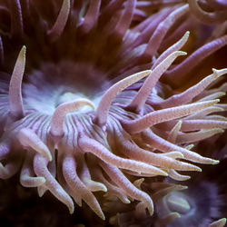 Close-up of coral in sea