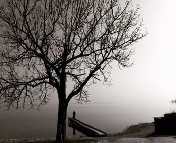 Bare tree by sea against clear sky