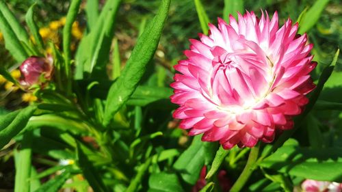 Close-up of pink flower blooming in garden