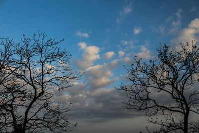 Low angle view of bare tree against sky