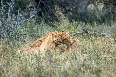 Lion family on grass in forest