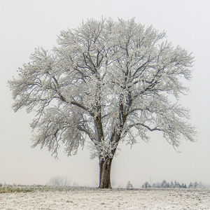 Bare tree on landscape against clear sky