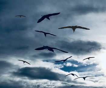 Low angle view of birds flying in sky