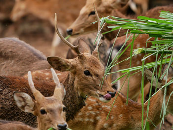 Close-up of deer