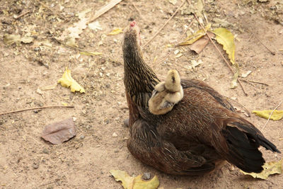 High angle view of bird on field