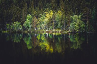 Scenic view of lake in forest