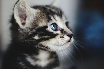 Close-up of kitten looking away