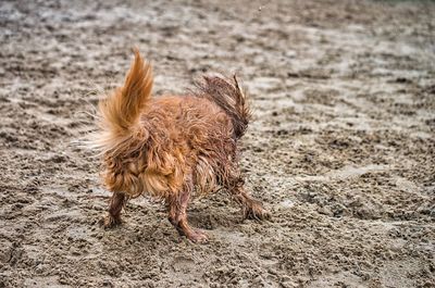 Dog standing on beach