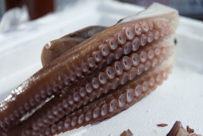 Close-up of octopus tentacles