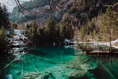 Scenic view of lake in forest