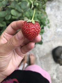 Close-up of hand holding strawberry